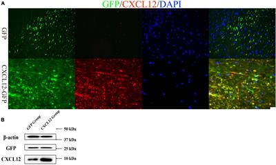 Upregulation of C-X-C motif chemokine 12 in the spinal cord alleviated the symptoms of experimental autoimmune encephalomyelitis in Lewis rats